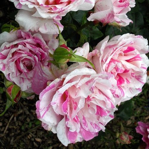 Bílá s růžovými proužky - Stromkové růže, květy kvetou ve skupinkách - stromková růže s keřovitým tvarem koruny